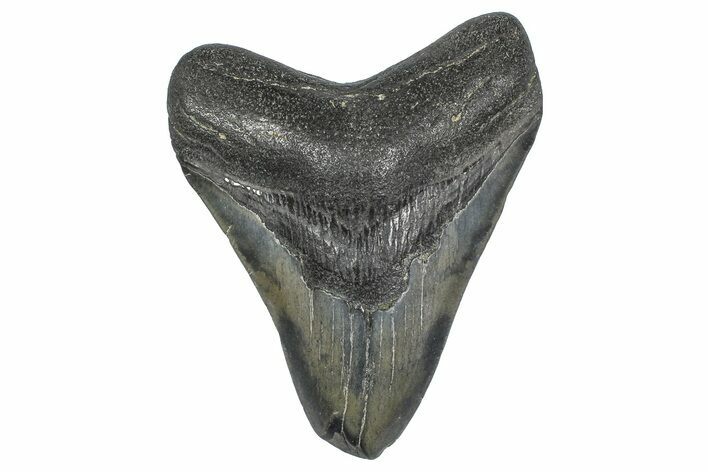 Fossil Megalodon Tooth - Georgia #338696